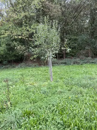 Foto treephoto-f767qe7svs1vc9hgluat1s4s.jpeg