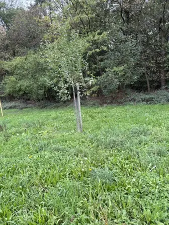 Foto treephoto-fjm3kp25m4hdun2qd7ckcnrz.jpeg