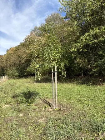 Foto treephoto-gpdkbq2mdyf4loz29u5cye9i.jpeg