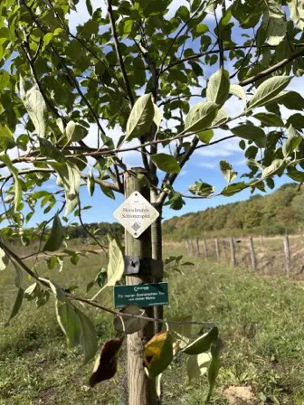 Foto treephoto-hl4qy0t5aesiuyvb8uybp4gc.jpeg