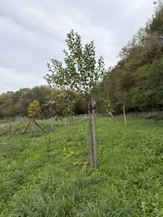 Foto treephoto-lc00m62haf56cy42wmps65y3.jpeg