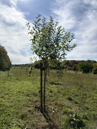 Foto treephoto-q1s96ogrrrh0ppqi3lyj0xyc.jpeg