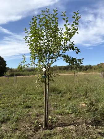 Foto treephoto-rwgy6cxumiloe7qeysoli783.jpeg