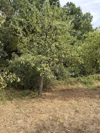 Foto treephoto-myf1juxxfvn3ox6u5j36wqij.jpeg