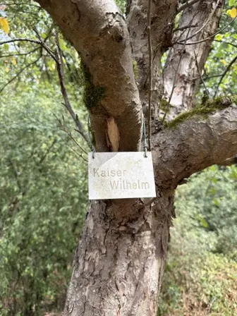 Foto treephoto-vdeupe48uf63b3u6gdu0vta8.jpeg