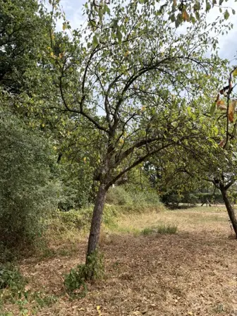 Foto treephoto-w3a66a0rzrlkjllwckjnmmdo.jpeg