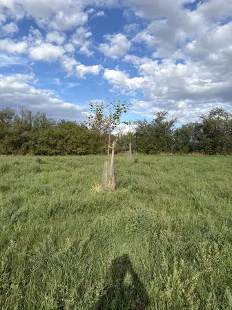Foto treephoto-qz835fxp6cgs56c1f1qi2bdl.jpeg