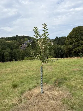 Foto treephoto-kkdtrcwb17baz5m4vsp0i25w.jpeg