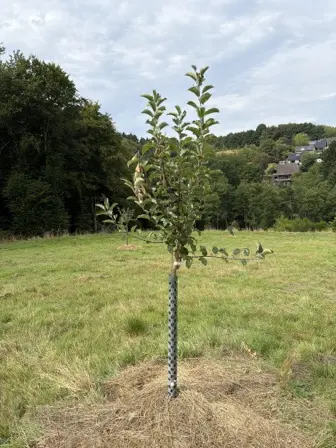Foto treephoto-o6sqre6cx11oga3qkjj3kbuw.jpeg
