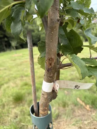 Foto treephoto-ygm588idxtsno3i4sf0j6qha.jpeg
