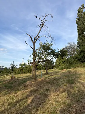 Foto treephoto-h20c4hpas1g3fyoznvo0gqhs.jpeg