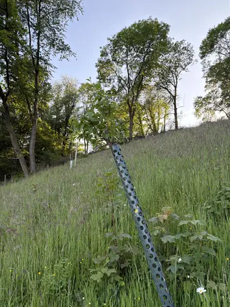 Foto treephoto-dav5nxl6lwvutffzqledwbzj.jpeg