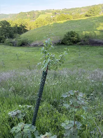 Foto treephoto-ffafs5mloadwr81hnvr3p2at.jpeg
