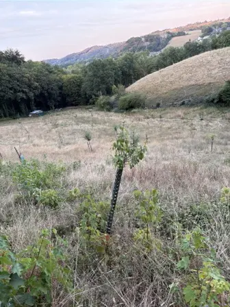 Foto treephoto-od9767zdvbwyk6q65cyf0rrt.jpeg