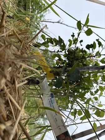 Foto treephoto-dwb7841j5r1i92xqy88z2xe7.jpeg