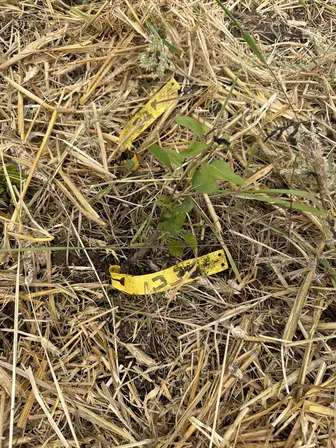 Foto treephoto-jps7y3xln8w9avee3v0711jx.jpeg