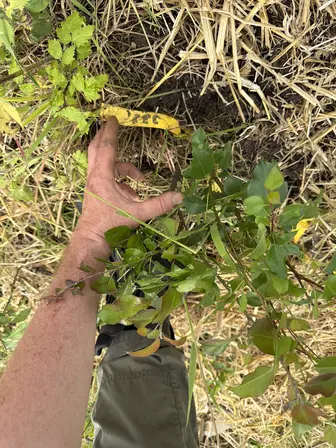 Foto treephoto-sfgkkxdvbql4hblpdvbbf6wp.jpeg