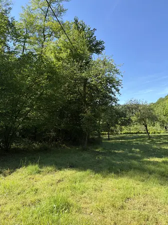 Foto treephoto-ps03w8ccngs9cvfvw8h07duw.jpeg