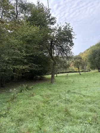 Foto treephoto-u12bvl3j8hhf1q39q2phzp89.jpeg