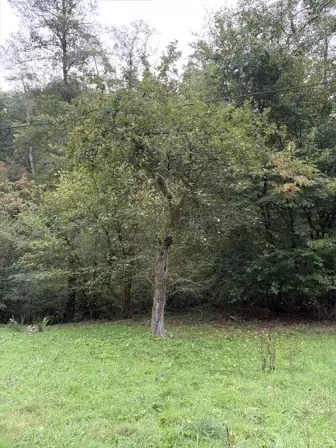 Foto treephoto-vl3sfuzqk7w30ldx63w0tmuf.jpeg