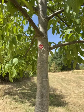 Foto treephoto-ear5uq1coinsmo6ra6tchmdn.jpeg