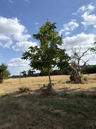 Foto treephoto-i0csfyii0t7a5cplhmo1lr12.jpeg