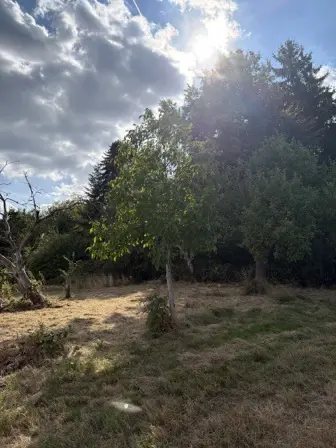 Foto treephoto-umevpkbhc7lpvrqyeu8oz5ri.jpeg