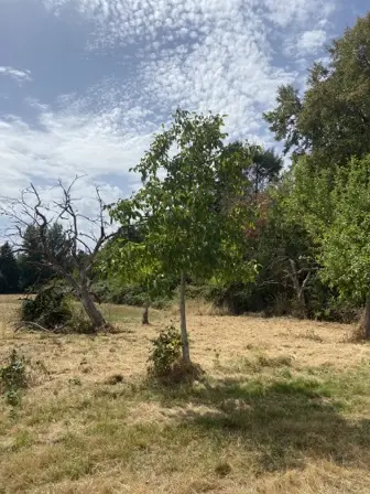 Foto treephoto-yhacrrtzy8g5zio042smxxi0.jpeg