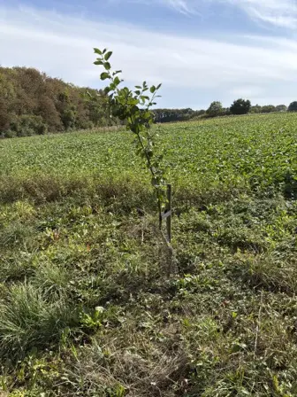 Foto treephoto-s16bbkp5gs3s4hqwtnuburm6.jpeg