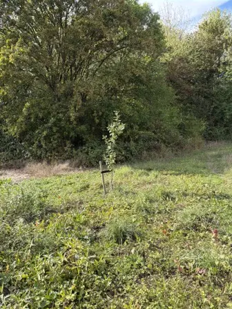 Foto treephoto-v8aehp2dg2z0egub6dhow2ei.jpeg