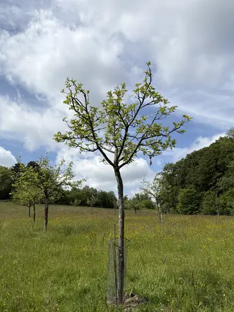 Foto treephoto-bbevly7td78wtbj455hmdrq5.jpeg