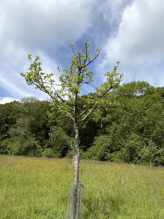Foto treephoto-nl7epuf06f1waalwjqvet43f.jpeg