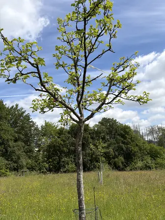 Foto treephoto-tipymqlzqcmfh3ld9wua1drc.jpeg