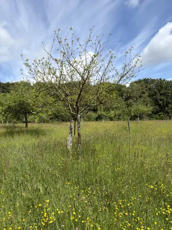 Foto treephoto-ahau4908yiylun7ckafqjaus.jpeg