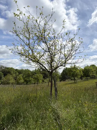 Foto treephoto-e9lztrgtpp5ahlewc584yqhl.jpeg