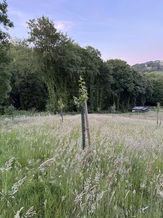 Foto treephoto-l9p85dam2vwz7fmii6ofbqkd.jpeg
