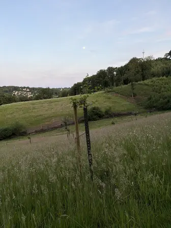 Foto treephoto-nchrbdx497o6ny3k71mrti29.jpeg