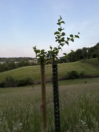 Foto treephoto-o2v4lyxpyngj4iwfg1e3gkzk.jpeg