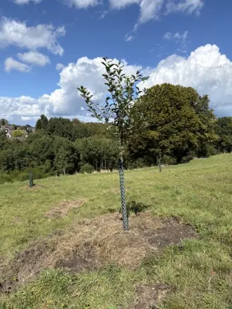 Foto treephoto-nypklga1e5g5kcx9iba2pqdr.jpeg