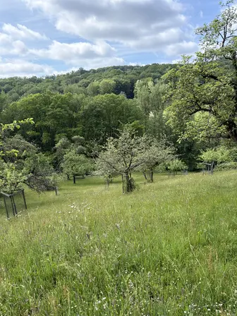 Foto treephoto-klx3t8kkvdeyw8dmb10d57zh.jpeg