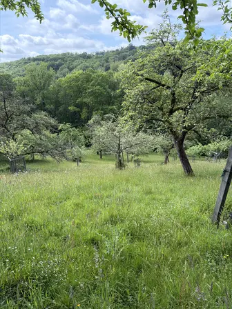 Foto treephoto-kw6g91dxctq034emnixdj3dv.jpeg