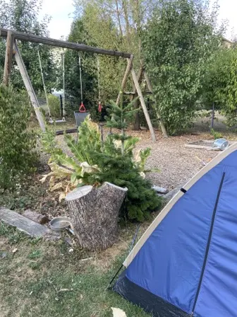 Foto treephoto-ixc3tlrkh6c3ri1obdoa4y11.jpeg