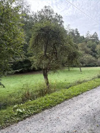 Foto treephoto-d2i3vd8e36pamuxy79popka0.jpeg