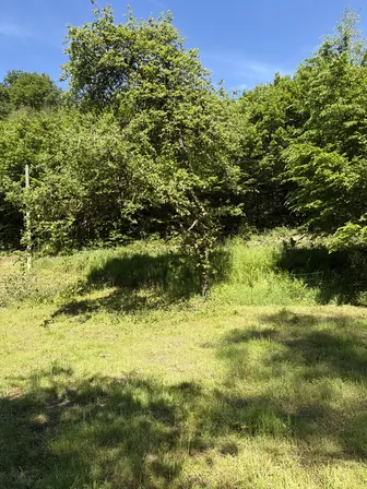 Foto treephoto-fb15amkrq6x837emisoewrvu.jpeg