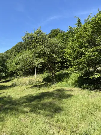Foto treephoto-qg035iibk9p5xyuivsp593l1.jpeg