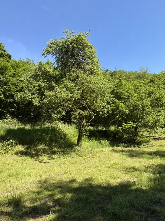 Foto treephoto-t2dbfx7z1knqgxncacddghp6.jpeg