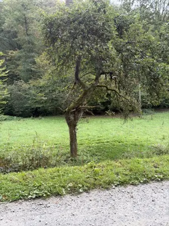 Foto treephoto-v9qdbjzke2kysxj3r04s1jsf.jpeg