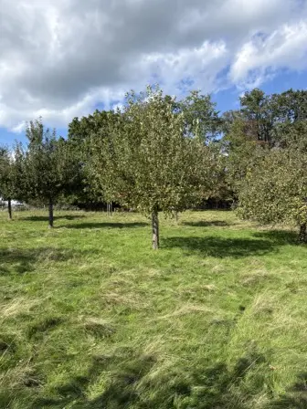 Foto treephoto-gqqqpxru6qaum09efdeyvn55.jpeg