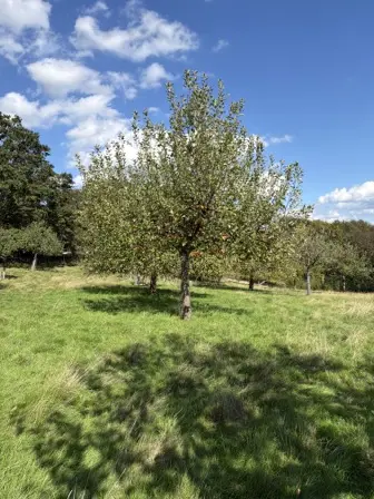Foto treephoto-p23ewec17w4a874x505bzug9.jpeg