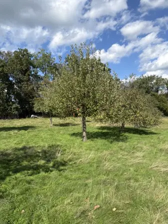 Foto treephoto-s7uhx4pupkfihchvm4uy1om0.jpeg